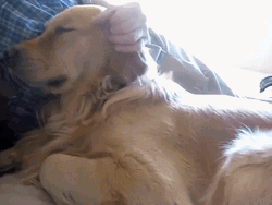 Sleepy Dog Cuddle Tired GIF