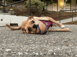 Sleepy Dog Dreaming Food GIF
