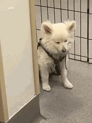 Sleepy Dog Drowsy Falling GIF
