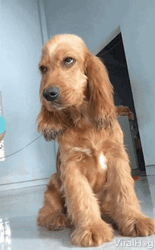 Sleepy Dog Drowsy GIF