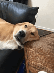 Sleepy Dog Eyes Open GIF
