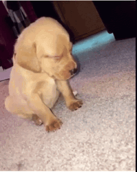 Sleepy Dog Falling Puppy GIF