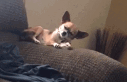 Sleepy Dog Falling GIF