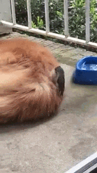 Sleepy Dog Friendly Bird GIF