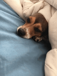 Sleepy Dog Glancing GIF