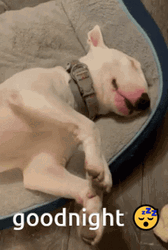 Sleepy Dog Good Night Bull Terrier GIF