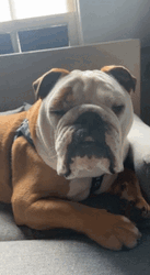 Sleepy Dog Good Night Bulldog GIF
