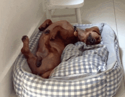 Sleepy Dog Happy Tail Wag GIF