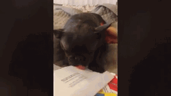 Sleepy Dog Here You Go GIF