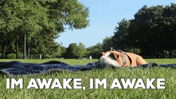 Sleepy Dog I'm Awake GIF