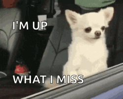 Sleepy Dog Im Awake GIF