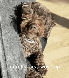 Sleepy Dog Just Woke Up GIF