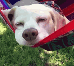 Sleepy Dog Nap Outside GIF