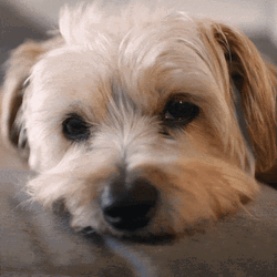 Sleepy Dog Not Today GIF