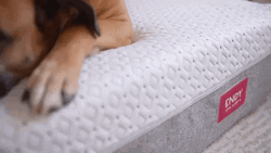 Sleepy Dog On Bed GIF