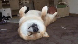Sleepy Dog Pet Me GIF