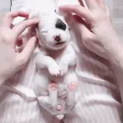 Sleepy Dog Puppy Yawn GIF