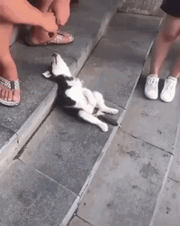 Sleepy Dog Stairs Passed Out GIF