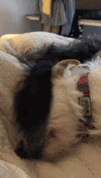 Sleepy Dog Tail Wag Slap GIF