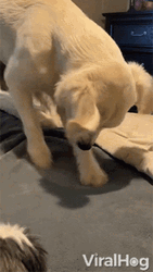 Sleepy Dog Tired Digging GIF
