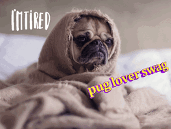 Sleepy Dog Tired Pug GIF