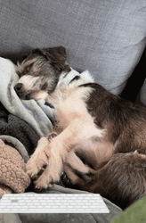 Sleepy Dog Work From Home GIF