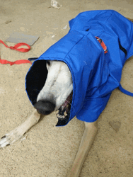 Sleepy Dog Yawn GIF