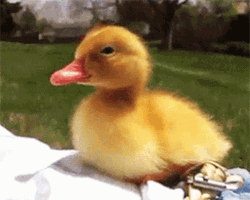 Sleepy Ducky Cute Snooze GIF