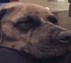 Sleepy English Mastiff Dog Smile GIF