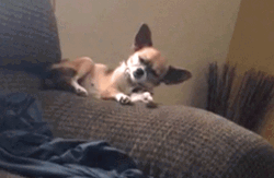 Sleepy Falling Chiuahuahua GIF