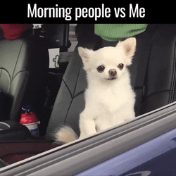 Sleepy Good Morning Chihuahua GIF