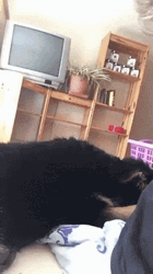 Sleepy Good Morning Goofy Dog GIF