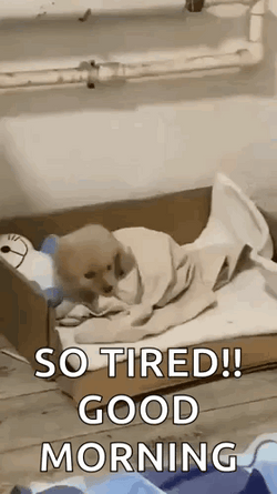 Sleepy Good Morning So Tired GIF