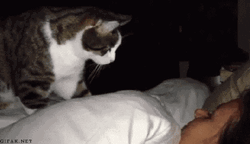 Sleepy Good Morning Waking Humans Up GIF