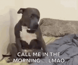 Sleepy Head Funny Dog Meme GIF