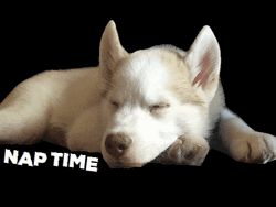 Sleepy Husky Pup Enjoys Nap Time Bliss GIF