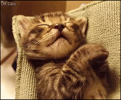 Sleepy Little Cat Dreaming  GIF