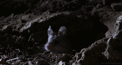 Sleepy Mouse Yawning  GIF