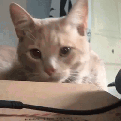 Sleepy Orange Cat Meow GIF