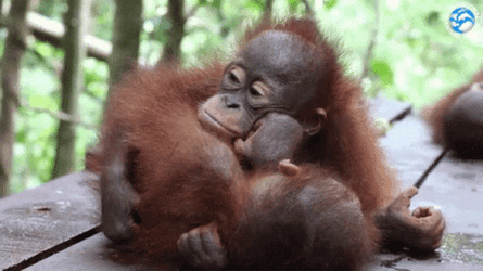 Sleepy Orangutan GIF