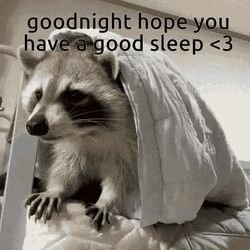 Sleepy Raccoon In Bed Have A Great Night GIF