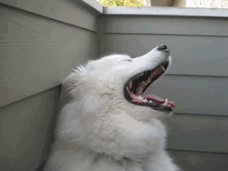 Sleepy Samoyed Yawning GIF