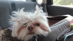 Sleepy Ugly Dog GIF