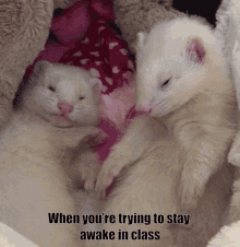 Sleepy White Pet Ferret GIF