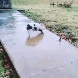 Sliding And Squeal Like A Pig GIF