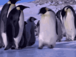 Slip Emperor Penguin Falling GIF