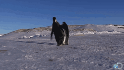 Slip Falling Down African Penguin GIF