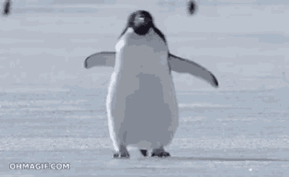 Slipping Penguin GIF