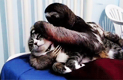Sloth And Cat My Precious Cuddle GIF