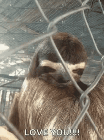 Sloth Behind Chain Link Fence Love You GIF
